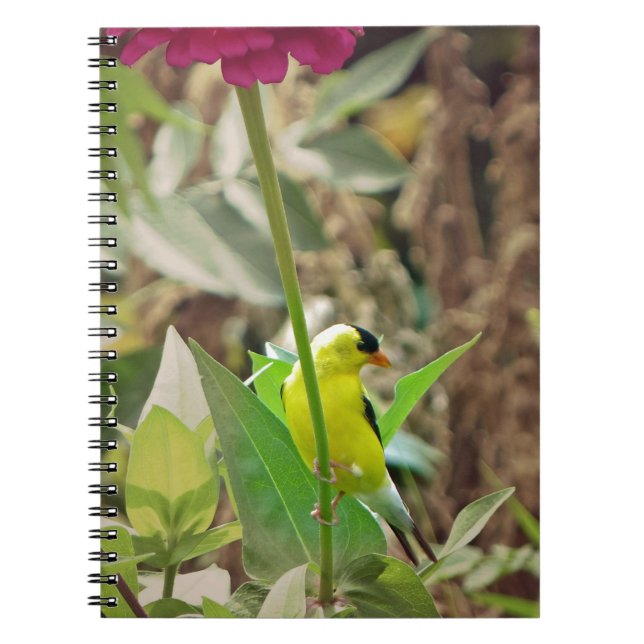 Goldfinch Notizblock (Vorderseite)