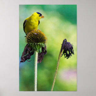 Goldfinch oben auf der Cone-Blume Poster