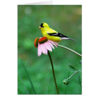 Goldfinch on Coneflower
