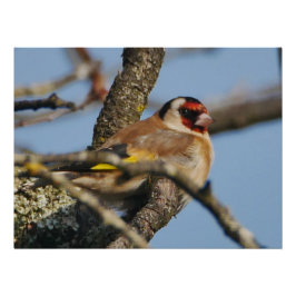 Goldfinch Poster