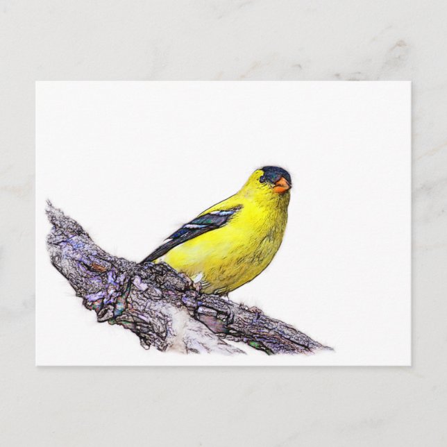 Goldfinch Postkarte (Vorderseite)