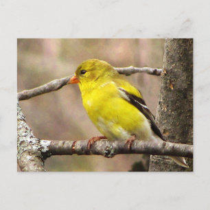 Goldfinch Postkarte