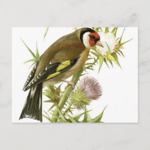 Goldfinch Postkarte