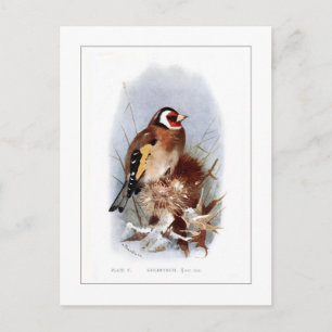 Goldfinch Postkarte
