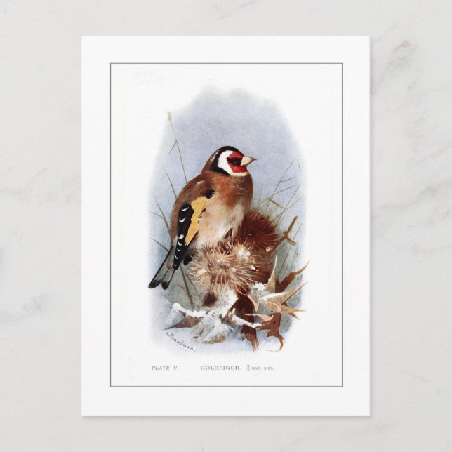 Goldfinch Postkarte (Vorderseite)