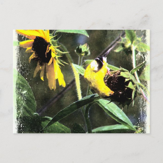 Goldfinch Postkarte (Vorderseite)