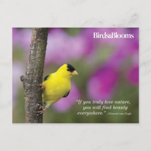 Goldfinch Postkarte