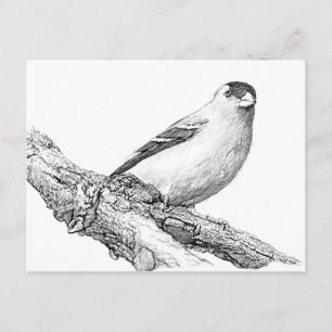 Goldfinch Postkarte