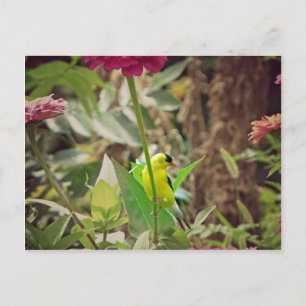 Goldfinch Postkarte
