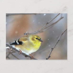 Goldfinch Postkarte
