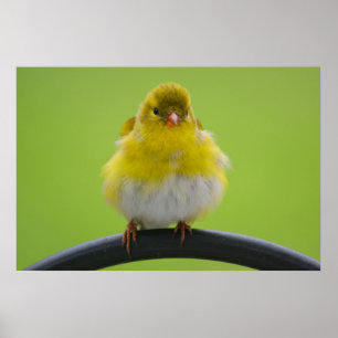 Goldfinch Print Poster