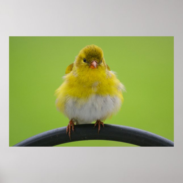 Goldfinch Print Poster (Vorne)