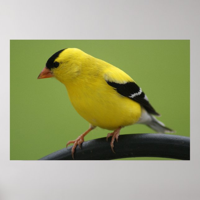 Goldfinch Print Poster (Vorne)
