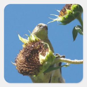 Goldfinch Quadratischer Aufkleber