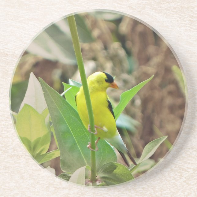Goldfinch Sandstein Untersetzer (Vorne)