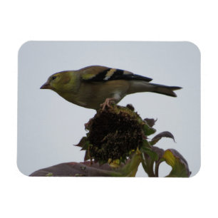 Goldfinch Sunflower Perch Magnet