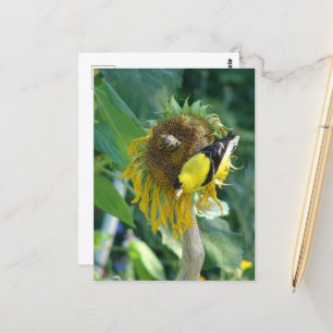 Goldfinch und eine Sonnenblume Postkarte