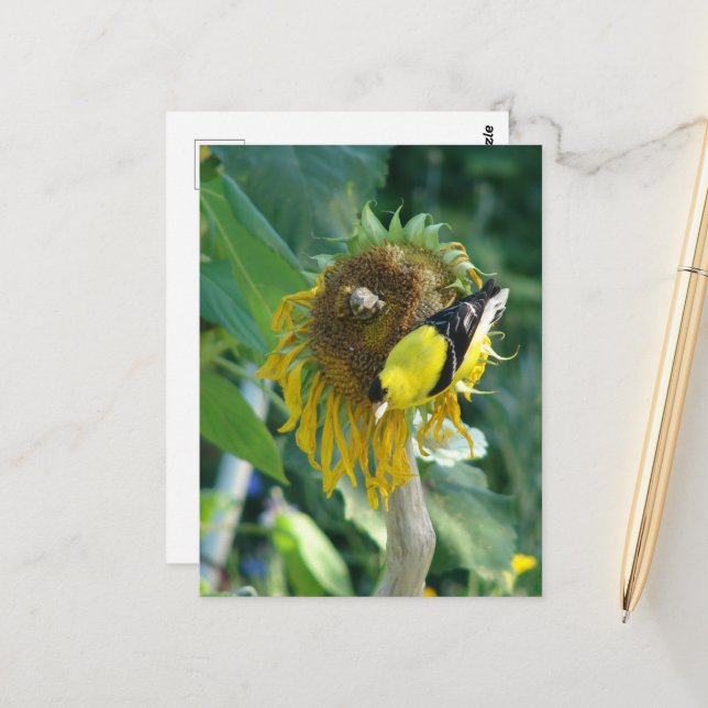 Goldfinch und eine Sonnenblume Postkarte (Vorderseite/Rückseite Beispiel)