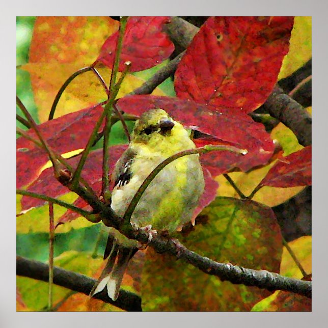 Goldfinch und Herbstleaves Poster (Vorne)