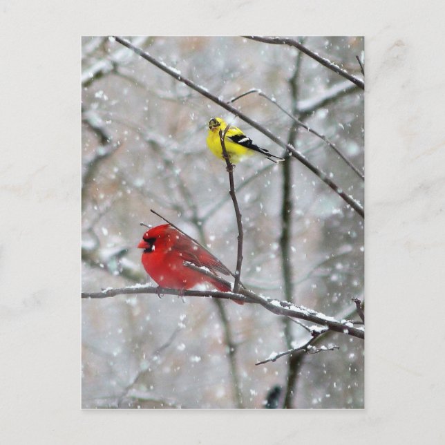 Goldfinch und Kardinal Postkarte (Vorderseite)