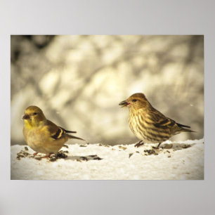 Goldfinch und Kiefer Siskin Poster
