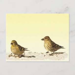 Goldfinch und Pine Siskin Postkarte