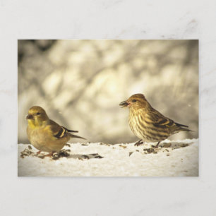 Goldfinch und Pine Siskin Postkarte