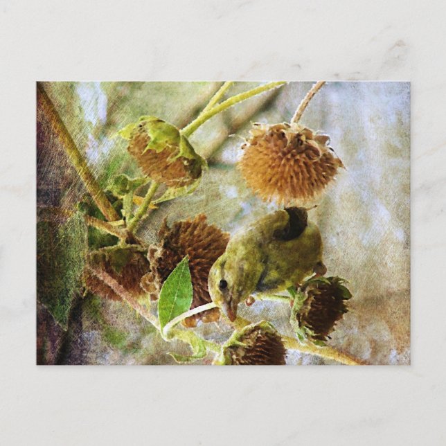 Goldfinch und Sonnenblumen Postkarte (Vorderseite)