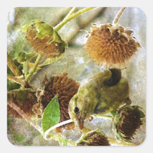 Goldfinch und Sonnenblumen Quadratischer Aufkleber