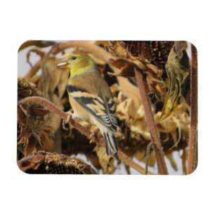Goldfinch und Sonnenblumenmagazin Magnet