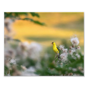 Goldfinch- und Thistle-Herbst Fotodruck