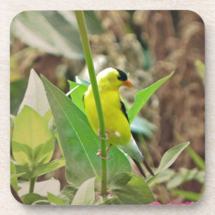 Goldfinch Untersetzer