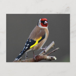 Goldfinch-Vogel Postkarte