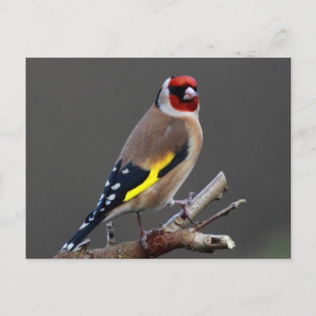 Goldfinch-Vogel Postkarte (Vorderseite)