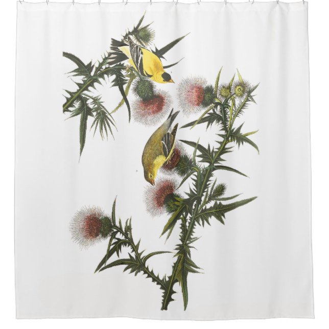 Goldfinch-Vogel-wild lebende Tiere Audubon Duschvorhang (Vorderseite)