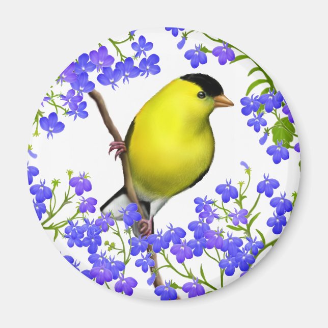 Goldfinch von männlichen Amerikanern in Lobelia Bl Magnet (Vorne)