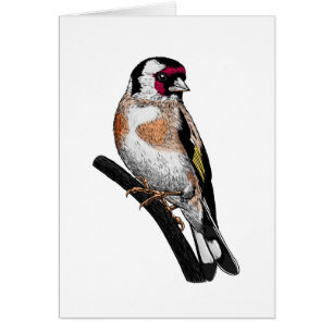 Goldfinch zeichnend
