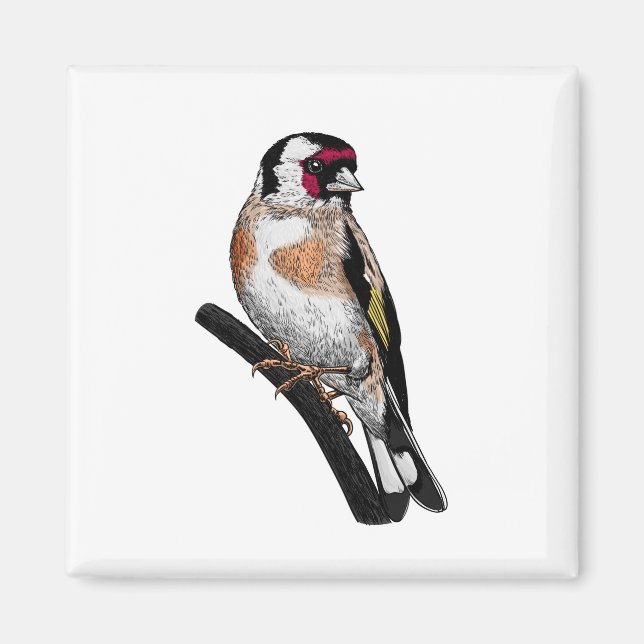 Goldfinch zeichnend magnet (Vorne)