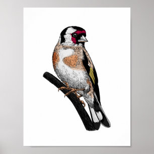 Goldfinch zeichnend poster
