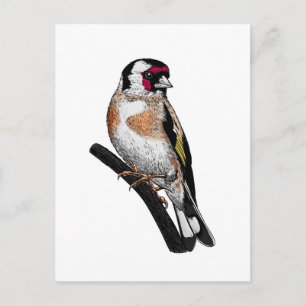 Goldfinch zeichnend postkarte