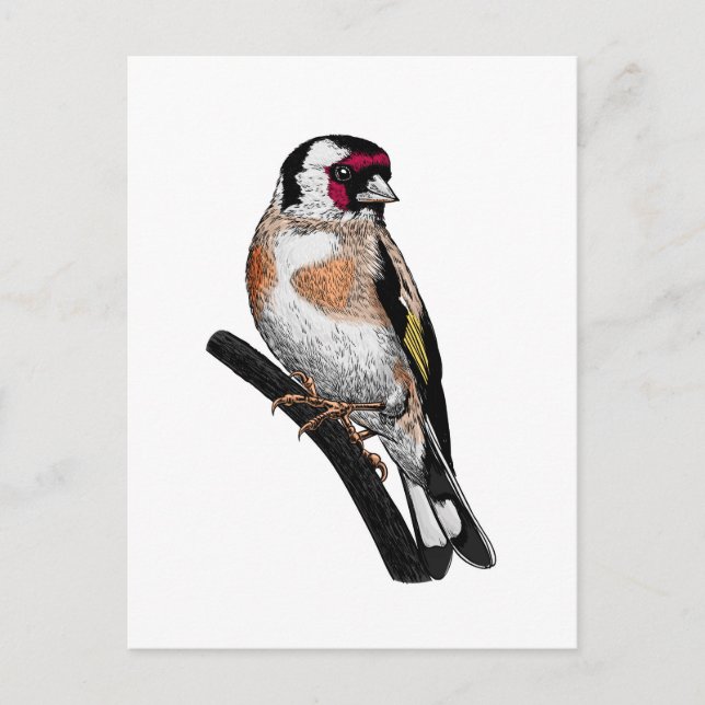 Goldfinch zeichnend postkarte (Vorderseite)