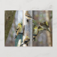 Goldfinches am Feeder