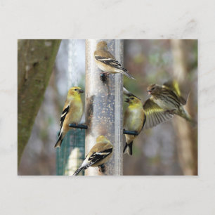 Goldfinches am Feeder Postkarte