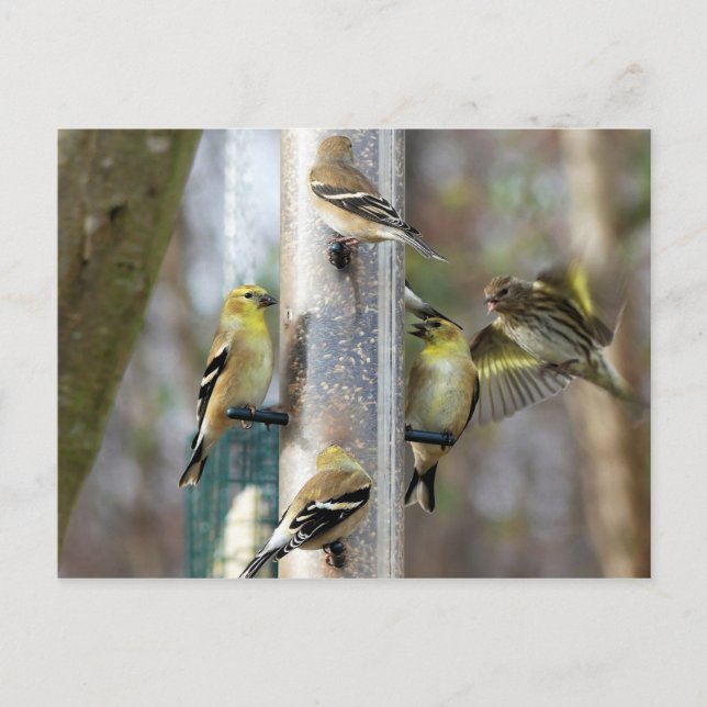 Goldfinches am Feeder Postkarte (Vorderseite)