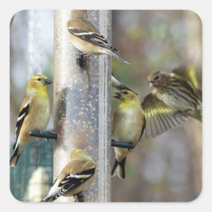 Goldfinches am Feeder Quadratischer Aufkleber