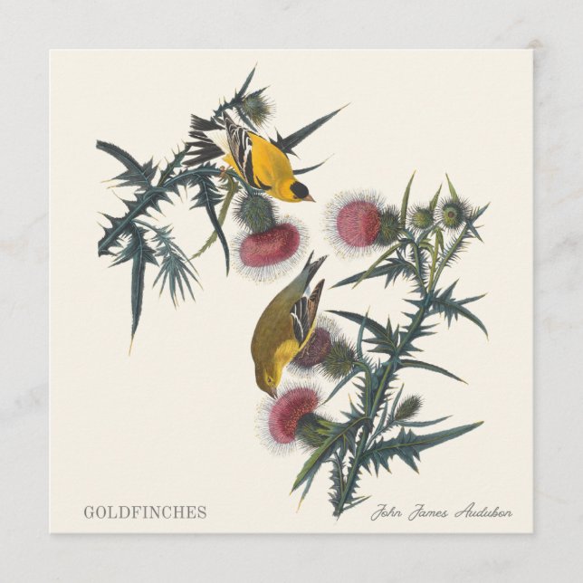 Goldfinches by John James Audubon (Vorderseite)