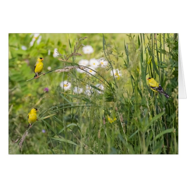 Goldfinken und wild lebende Blume (Vorderseite (Horizontal))