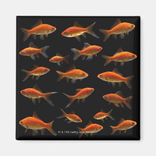 Goldfisch 2 magnet