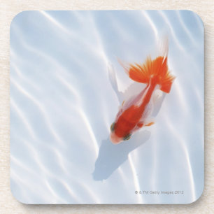 Goldfisch 5 untersetzer