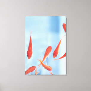 Goldfisch 6 leinwanddruck